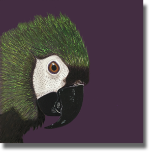 Green Parrot Green Parrot